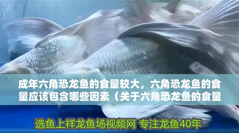 成年六角恐龍魚(yú)的食量較大，六角恐龍魚(yú)的食量應(yīng)該包含哪些因素（關(guān)于六角恐龍魚(yú)的食量問(wèn)題）