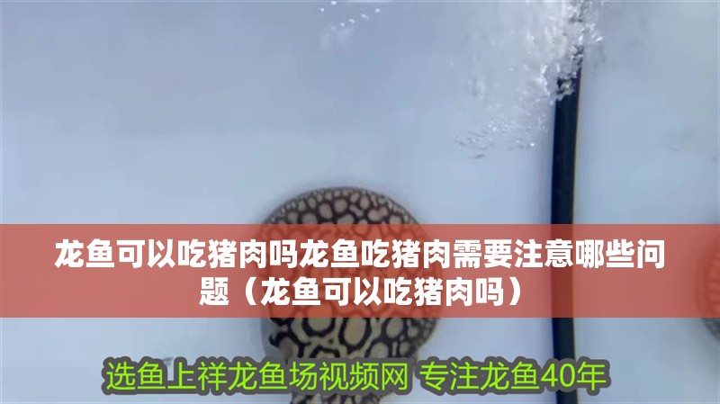 龍魚(yú)可以吃豬肉嗎龍魚(yú)吃豬肉需要注意哪些問(wèn)題（龍魚(yú)可以吃豬肉嗎）