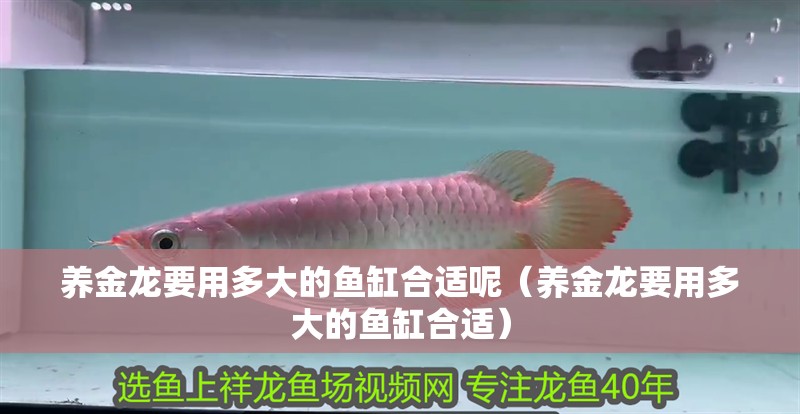 養(yǎng)金龍要用多大的魚缸合適呢（養(yǎng)金龍要用多大的魚缸合適）