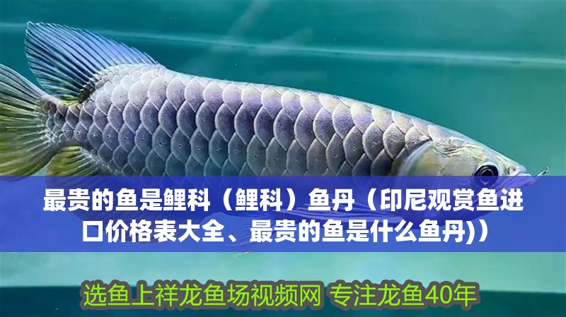 最貴的魚是鯉科（鯉科）魚丹（印尼觀賞魚進(jìn)口價(jià)格表大全、最貴的魚是什么魚丹)）