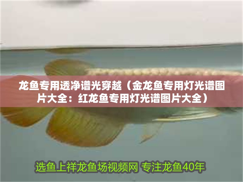 龍魚專用透凈譜光穿越（金龍魚專用燈光譜圖片大全：紅龍魚專用燈光譜圖片大全）