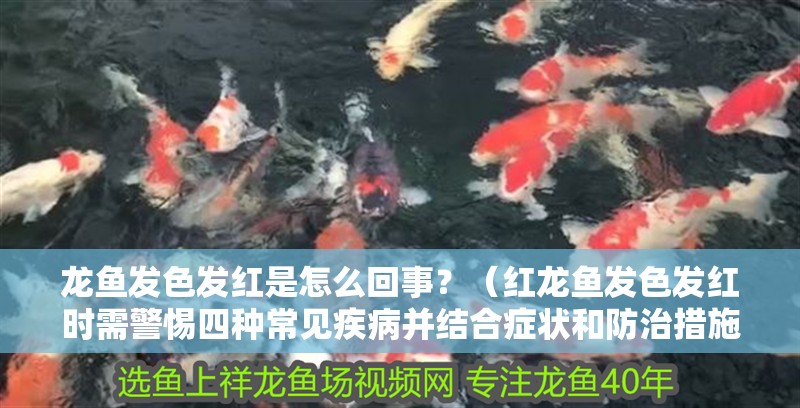 龍魚發色發紅是怎么回事？（紅龍魚發色發紅時需警惕四種常見疾病并結合癥狀和防治措施）