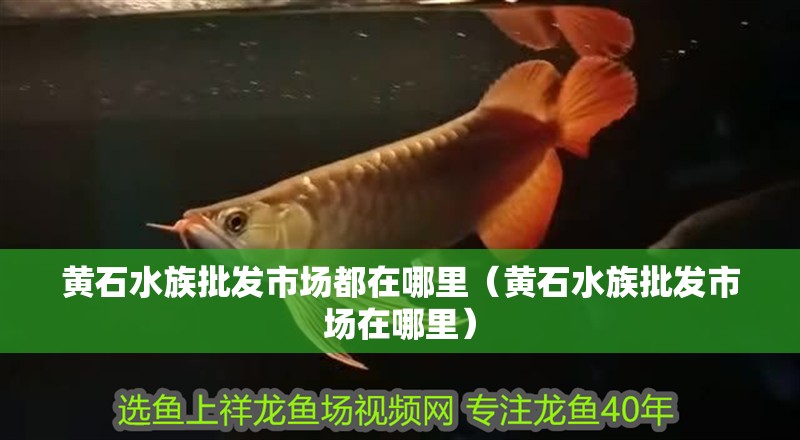 黃石水族批發市場都在哪里（黃石水族批發市場在哪里） 黃石水族批發市場都在哪里（黃石水族批發市場在哪里） 觀賞魚百科