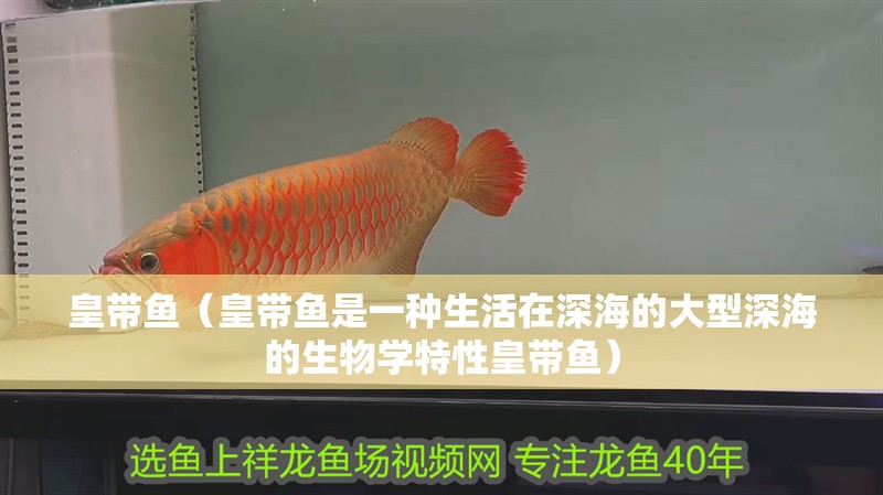 皇帶魚（皇帶魚是一種生活在深海的大型深海的生物學(xué)特性皇帶魚）