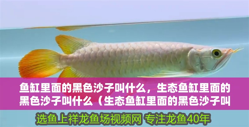 魚缸里面的黑色沙子叫什么，生態魚缸里面的黑色沙子叫什么（生態魚缸里面的黑色沙子叫什么）