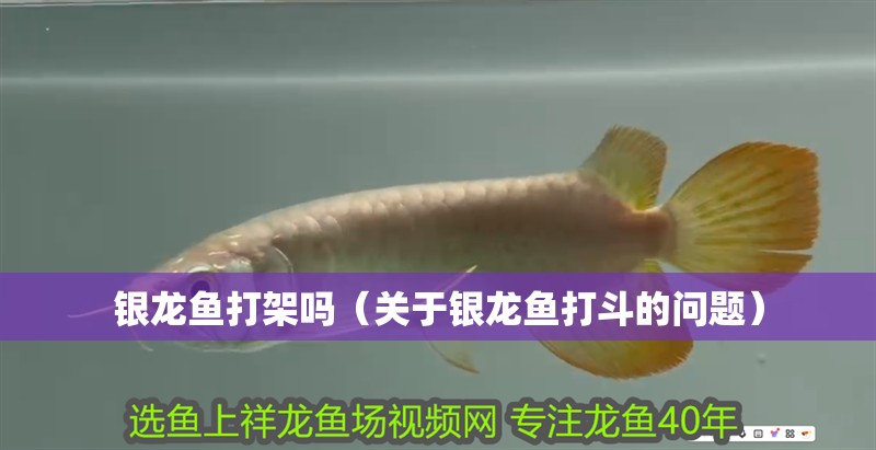 銀龍魚打架嗎（關于銀龍魚打斗的問題）