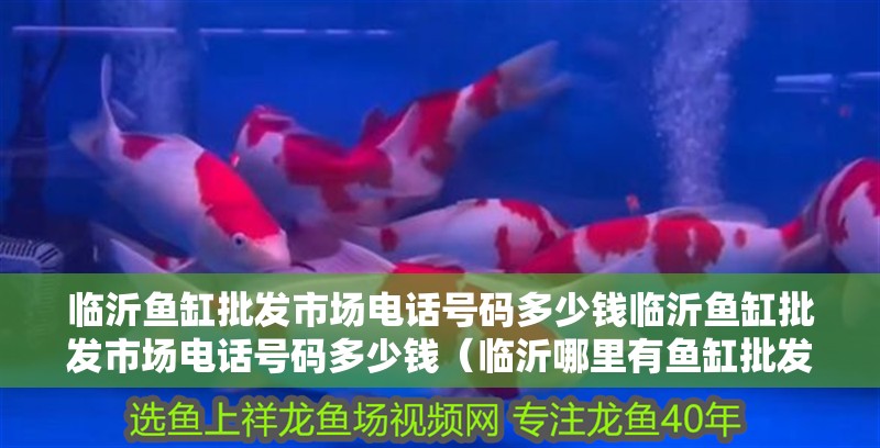 臨沂魚缸批發市場電話號碼多少錢臨沂魚缸批發市場電話號碼多少錢（臨沂哪里有魚缸批發市場）