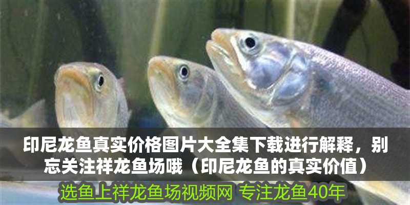 印尼龍魚真實價格圖片大全集下載進行解釋，別忘關注祥龍魚場哦（印尼龍魚的真實價值）