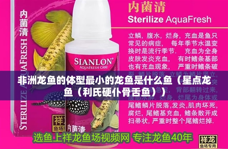 非洲龍魚的體型最小的龍魚是什么魚（星點龍魚（利氏硬仆骨舌魚））