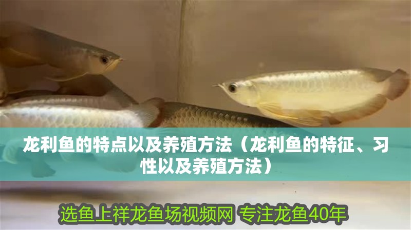 龍利魚的特點以及養殖方法（龍利魚的特征、習性以及養殖方法）