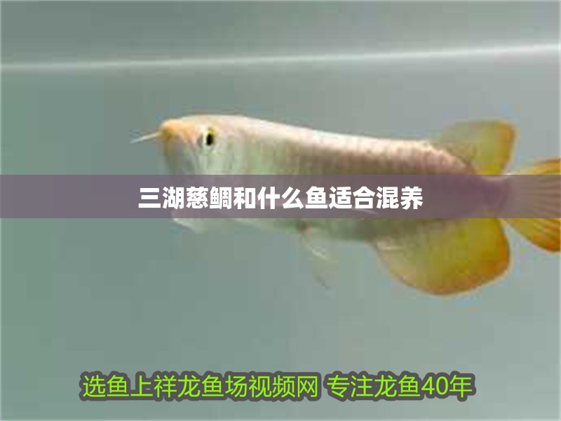 三湖慈鯛和什么魚適合混養