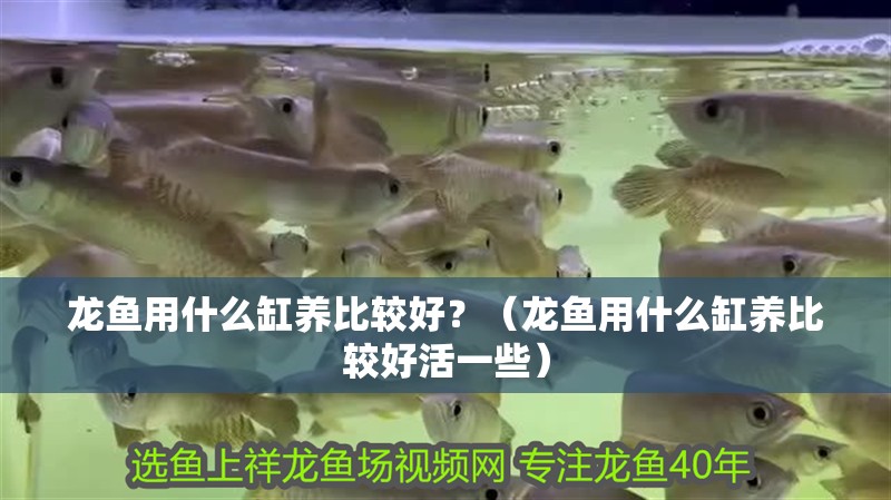 龍魚用什么缸養比較好？（龍魚用什么缸養比較好活一些）