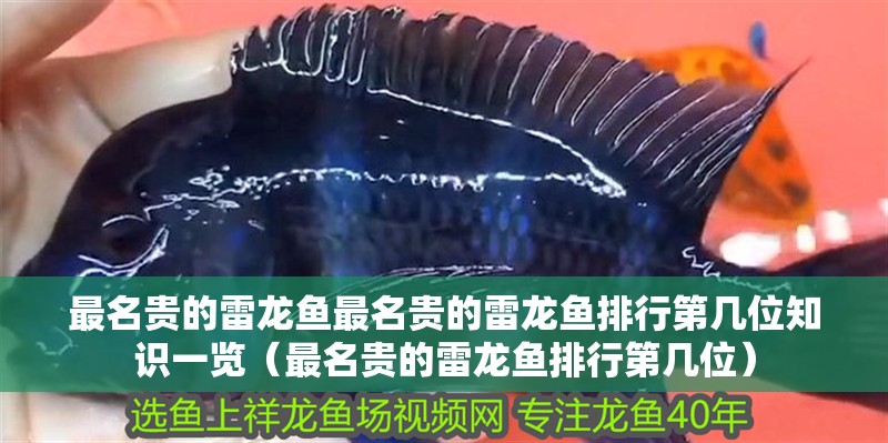 最名貴的雷龍魚最名貴的雷龍魚排行第幾位知識一覽（最名貴的雷龍魚排行第幾位）