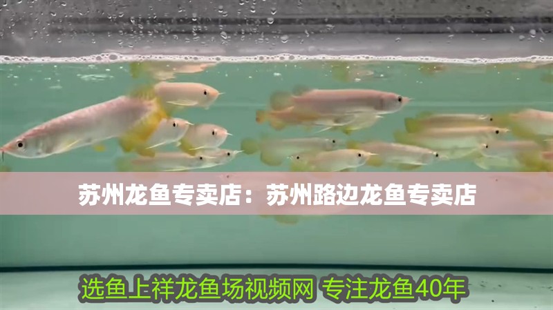 蘇州龍魚專賣店：蘇州路邊龍魚專賣店