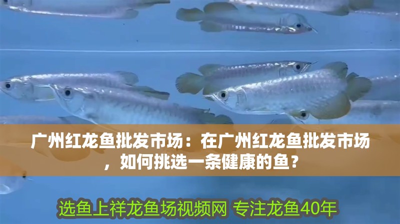 廣州紅龍魚批發市場：在廣州紅龍魚批發市場，如何挑選一條健康的魚？