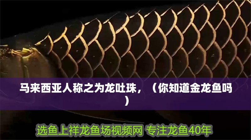馬來西亞人稱之為龍吐珠，（你知道金龍魚嗎） 馬來西亞人稱之為龍吐珠，（你知道金龍魚嗎） 觀賞魚百科