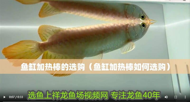魚缸加熱棒的選購（魚缸加熱棒如何選購） 魚缸加熱棒的選購（魚缸加熱棒如何選購） 觀賞魚百科