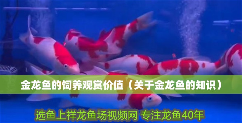 金龍魚的飼養觀賞價值（關于金龍魚的知識）