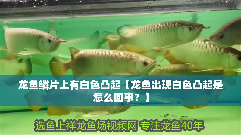 龍魚鱗片上有白色凸起【龍魚出現白色凸起是怎么回事？】
