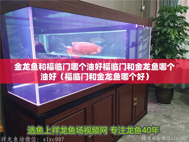 金龍魚和福臨門哪個油好福臨門和金龍魚哪個油好（福臨門和金龍魚哪個好）