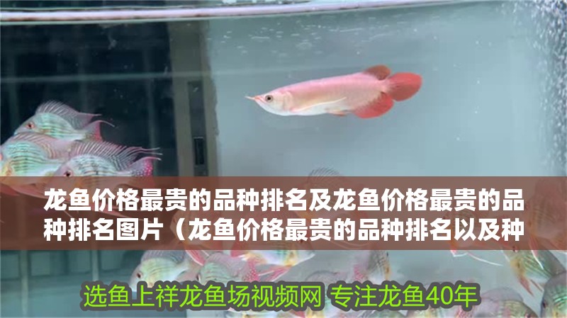 龍魚價格最貴的品種排名及龍魚價格最貴的品種排名圖片（龍魚價格最貴的品種排名以及種排名對應的相關信息） 龍魚價格最貴的品種排名及龍魚價格最貴的品種排名圖片（龍魚價格最貴的品種排名以及種排名對應的相關信息） 觀賞魚百科 第2張
