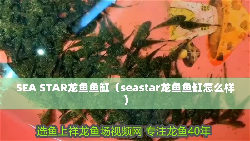 SEA STAR龍魚魚缸（seastar龍魚魚缸怎么樣）
