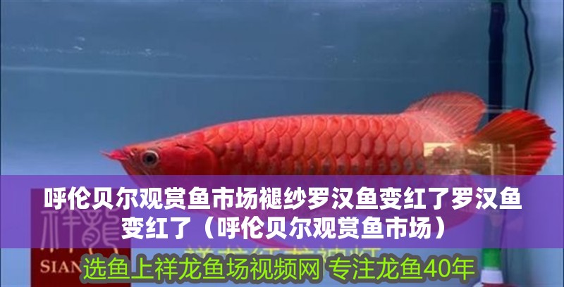 呼倫貝爾觀賞魚市場褪紗羅漢魚變紅了羅漢魚變紅了（呼倫貝爾觀賞魚市場）