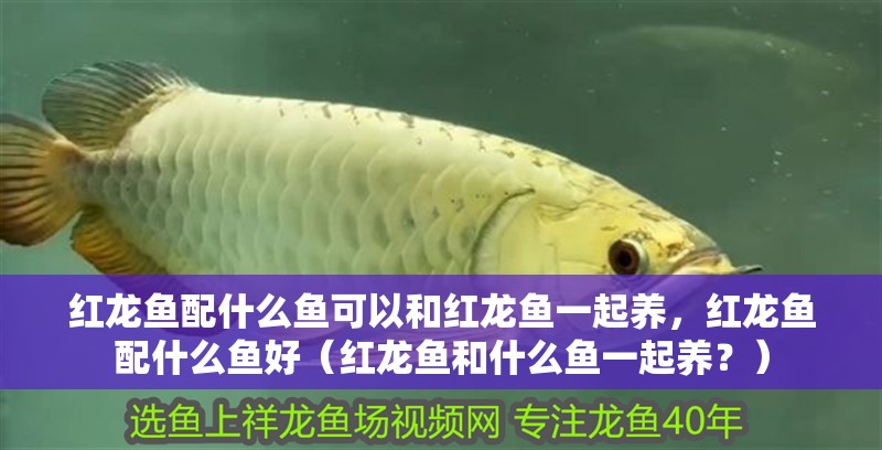 紅龍魚配什么魚可以和紅龍魚一起養(yǎng)，紅龍魚配什么魚好（紅龍魚和什么魚一起養(yǎng)？）