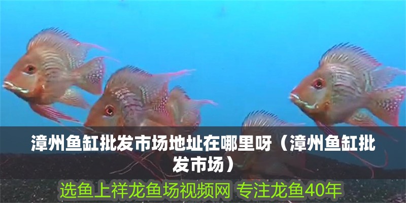 <strong><mark>漳州</mark></strong>魚(yú)缸批發(fā)市場(chǎng)地址在哪里呀（<strong><mark>漳州</mark></strong>魚(yú)缸批發(fā)市場(chǎng)）