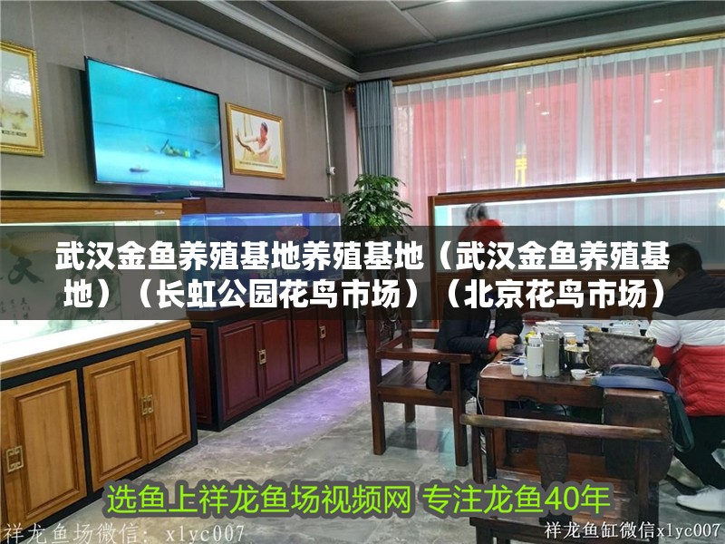 武漢金魚養(yǎng)殖基地養(yǎng)殖基地（武漢金魚養(yǎng)殖基地）（長虹公園花鳥市場）（<strong><mark>北京</mark></strong>花鳥市場）