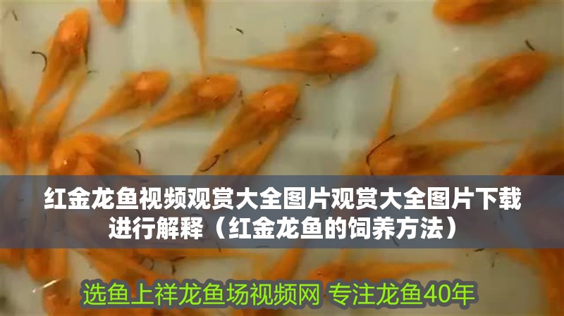 紅金龍魚視頻觀賞大全圖片觀賞大全圖片下載進行解釋（紅金龍魚的飼養方法）