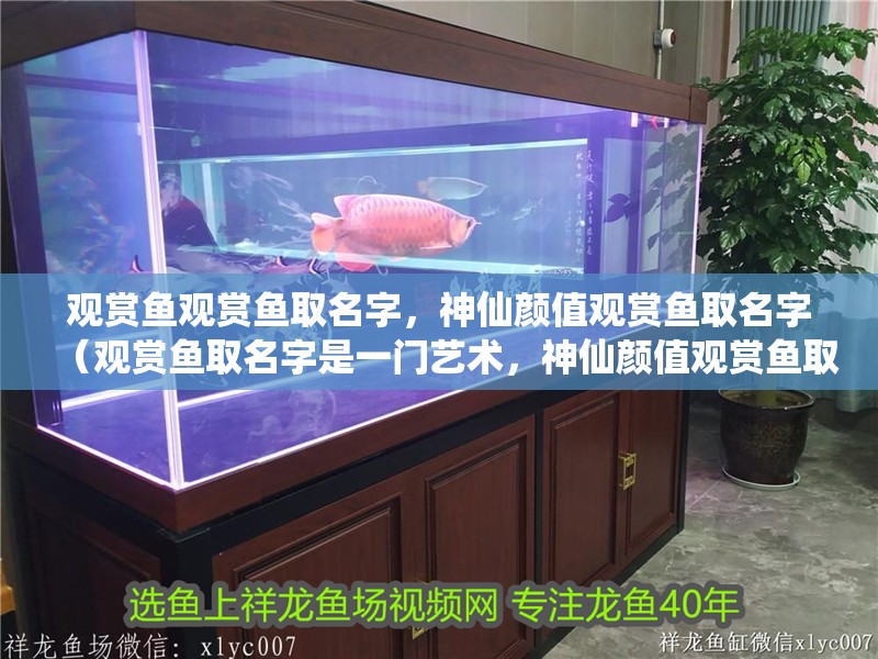 觀賞魚觀賞魚取名字，神仙顏值觀賞魚取名字（觀賞魚取名字是一門藝術(shù)，神仙顏值觀賞魚取名字）