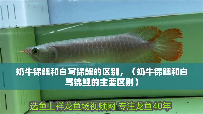 奶牛錦鯉和白寫錦鯉的區(qū)別，（奶牛錦鯉和白寫錦鯉的主要區(qū)別）