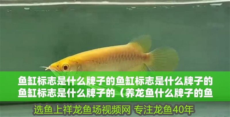 魚缸標志是什么牌子的魚缸標志是什么牌子的魚缸標志是什么牌子的（養龍魚什么牌子的魚缸好）