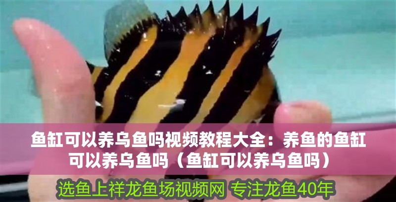魚(yú)缸可以養(yǎng)烏魚(yú)嗎視頻教程大全：養(yǎng)魚(yú)的魚(yú)缸可以養(yǎng)烏魚(yú)嗎（魚(yú)缸可以養(yǎng)烏魚(yú)嗎）