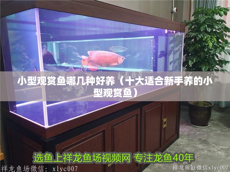 小型觀賞魚哪幾種好養(yǎng)（十大適合新手養(yǎng)的小型觀賞魚）