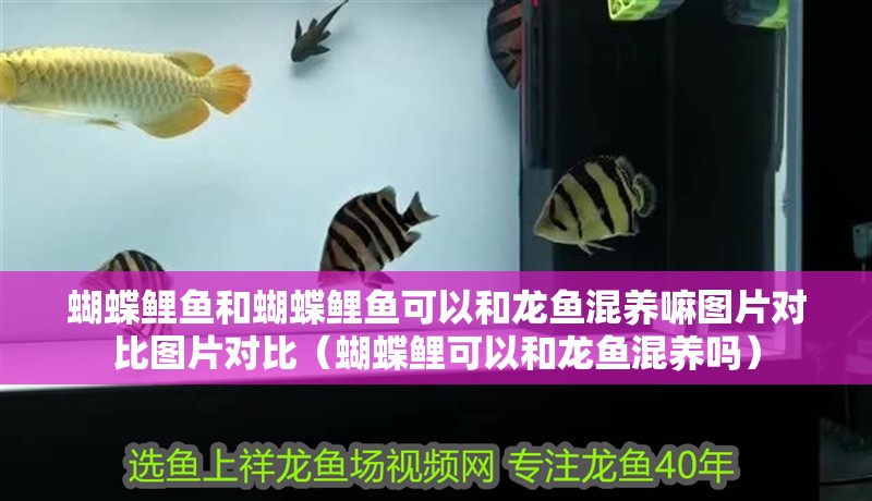 蝴蝶鯉魚和蝴蝶鯉魚可以和龍魚混養嘛圖片對比圖片對比（蝴蝶鯉可以和龍魚混養嗎）
