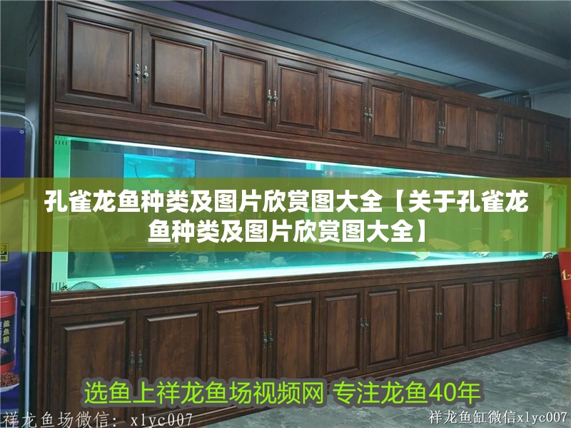 孔雀龍魚種類及圖片欣賞圖大全【關于孔雀龍魚種類及圖片欣賞圖大全】