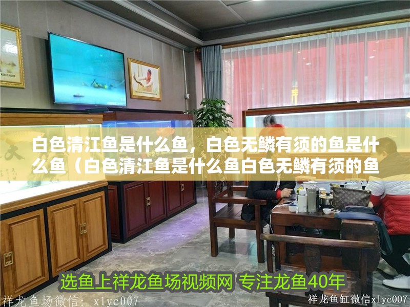 白色清江魚是什么魚,白色無鱗有須的魚是什么魚(白色清江魚是什么魚白色無鱗有須的魚是什么魚是什么魚) 觀賞魚百科 第4張 白色清江魚是什么魚,白色無鱗有須的魚是什么魚(白色清江魚是什么魚白色無鱗有須的魚是什么魚是什么魚) 白色清江魚是什么魚,白色無鱗有須的魚是什么魚(白色清江魚是什么魚白色無鱗有須的魚是什么魚是什么魚) 觀賞魚百科 第4張