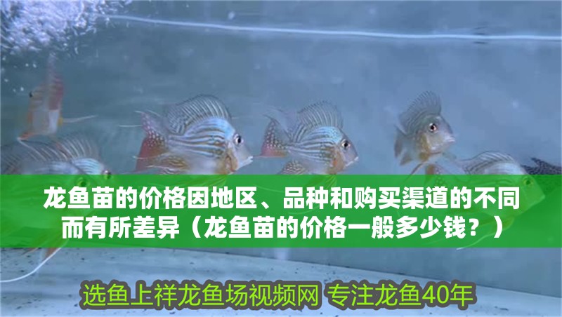 龍魚苗的價格因地區、品種和購買渠道的不同而有所差異（龍魚苗的價格一般多少錢？） 龍魚苗的價格因地區、品種和購買渠道的不同而有所差異（龍魚苗的價格一般多少錢？） 觀賞魚百科 第2張