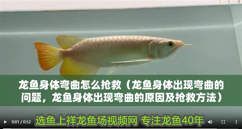 龍魚身體彎曲怎么搶救（龍魚身體出現彎曲的問題，龍魚身體出現彎曲的原因及搶救方法）