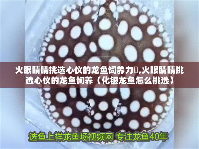 火眼睛睛挑選心儀的龍魚飼養力彑,火眼睛睛挑選心儀的龍魚飼養（化銀龍魚怎么挑選） 火眼睛睛挑選心儀的龍魚飼養力彑,火眼睛睛挑選心儀的龍魚飼養（化銀龍魚怎么挑選） 觀賞魚百科