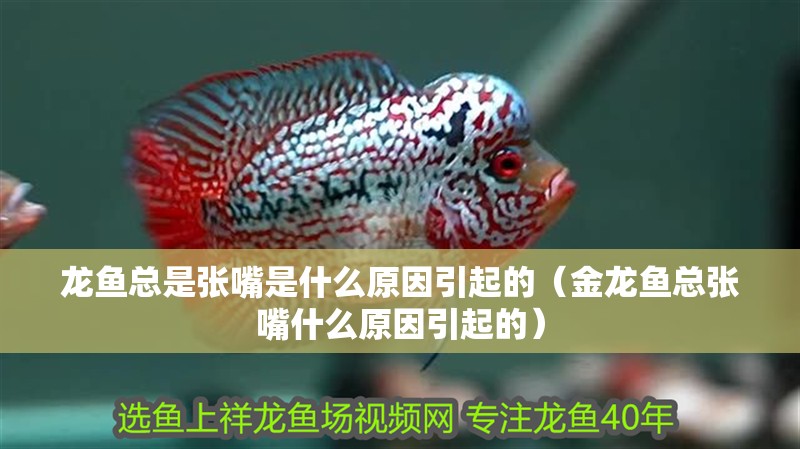 龍魚總是張嘴是什么原因引起的（金龍魚總張嘴什么原因引起的）