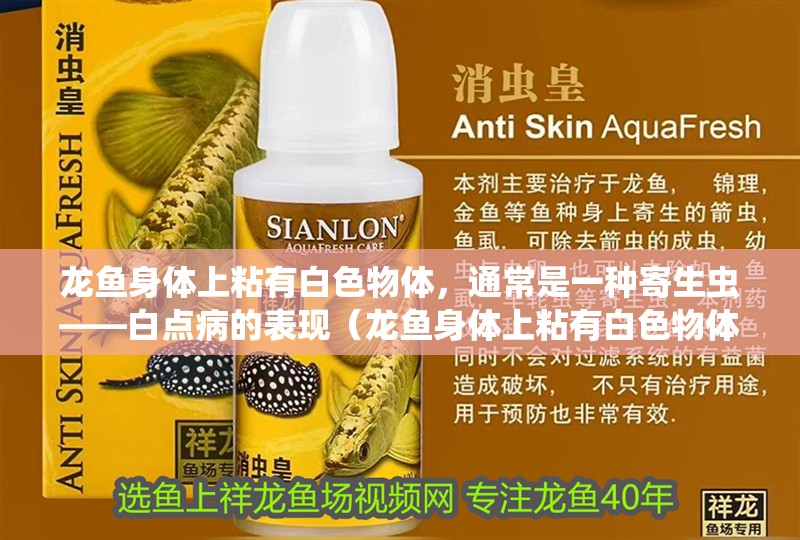 龍魚身體上粘有白色物體，通常是一種寄生蟲——白點病的表現（龍魚身體上粘有白色物體是什么原因）