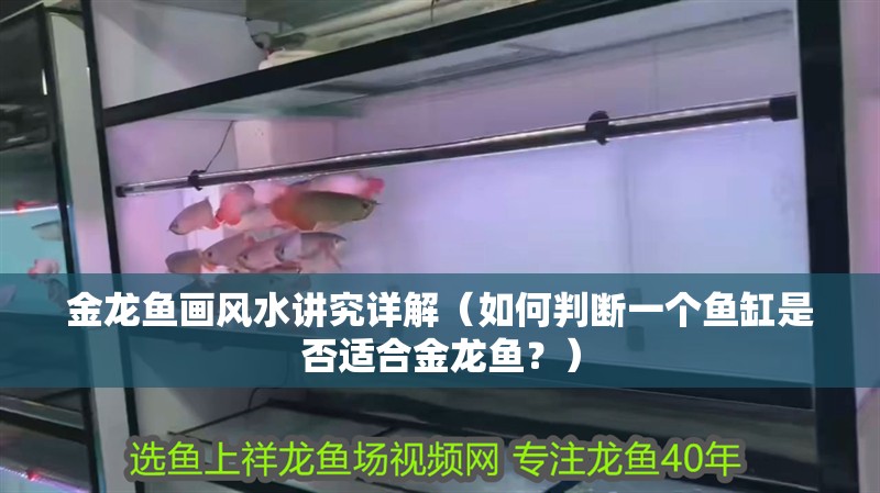 金龍魚畫風水講究詳解（如何判斷一個魚缸是否適合金龍魚？）