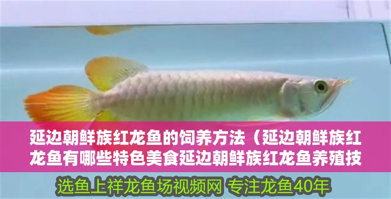 延邊朝鮮族紅龍魚(yú)的飼養(yǎng)方法（延邊朝鮮族紅龍魚(yú)有哪些特色美食延邊朝鮮族紅龍魚(yú)養(yǎng)殖技術(shù)）