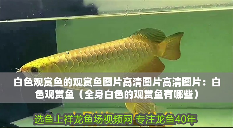 白色觀賞魚的觀賞魚圖片高清圖片高清圖片：白色觀賞魚（全身白色的觀賞魚有哪些）