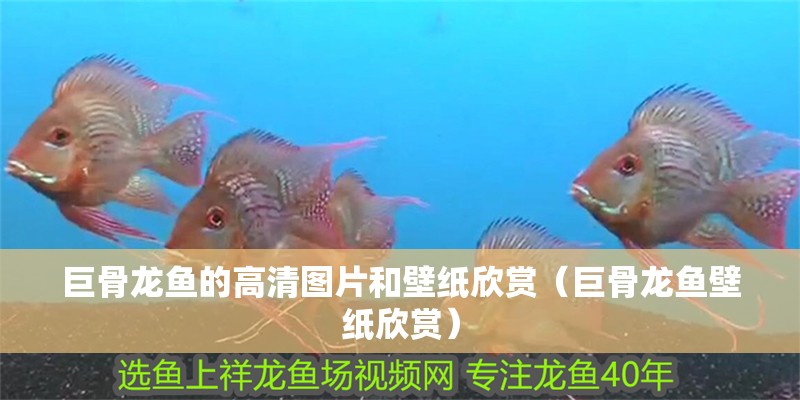 巨骨龍魚的高清圖片和壁紙欣賞（巨骨龍魚壁紙欣賞）