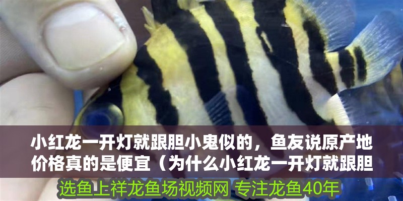 小紅龍一開燈就跟膽小鬼似的，魚友說原產地價格真的是便宜（為什么小紅龍一開燈就跟膽小鬼似的？）