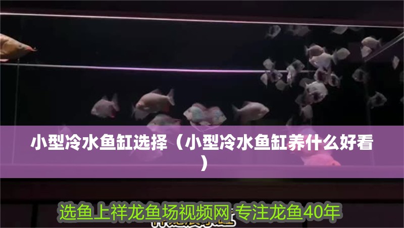 小型冷水魚缸選擇（小型冷水魚缸養什么好看） 小型冷水魚缸選擇（小型冷水魚缸養什么好看） 觀賞魚百科